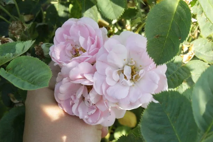 Rosa 'Celestial'