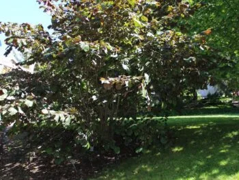 Corylus maxima 'Purpurea'