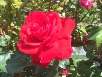 Rosa 'Nina Weibull'