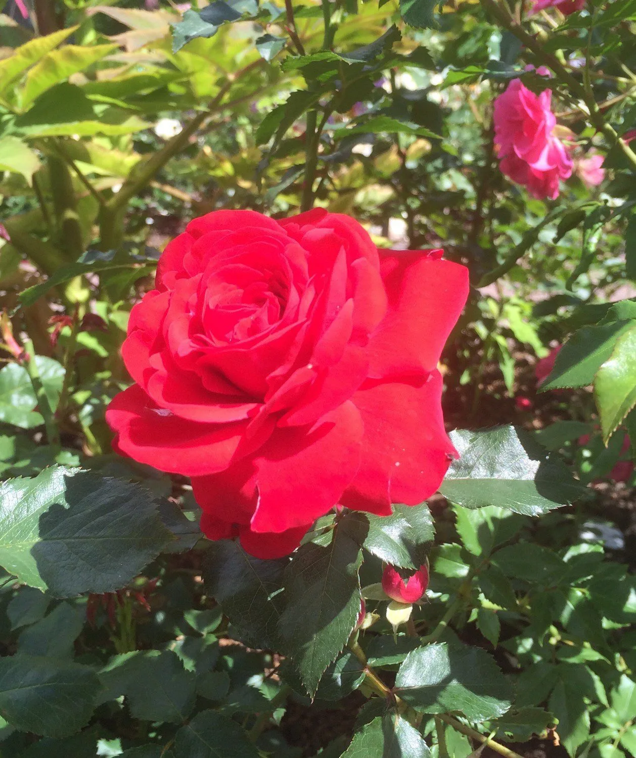 Rosa 'Nina Weibull'
