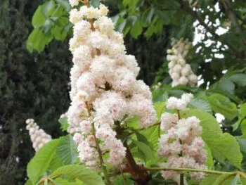 Aesculus hippocastanum 'Baumannii'