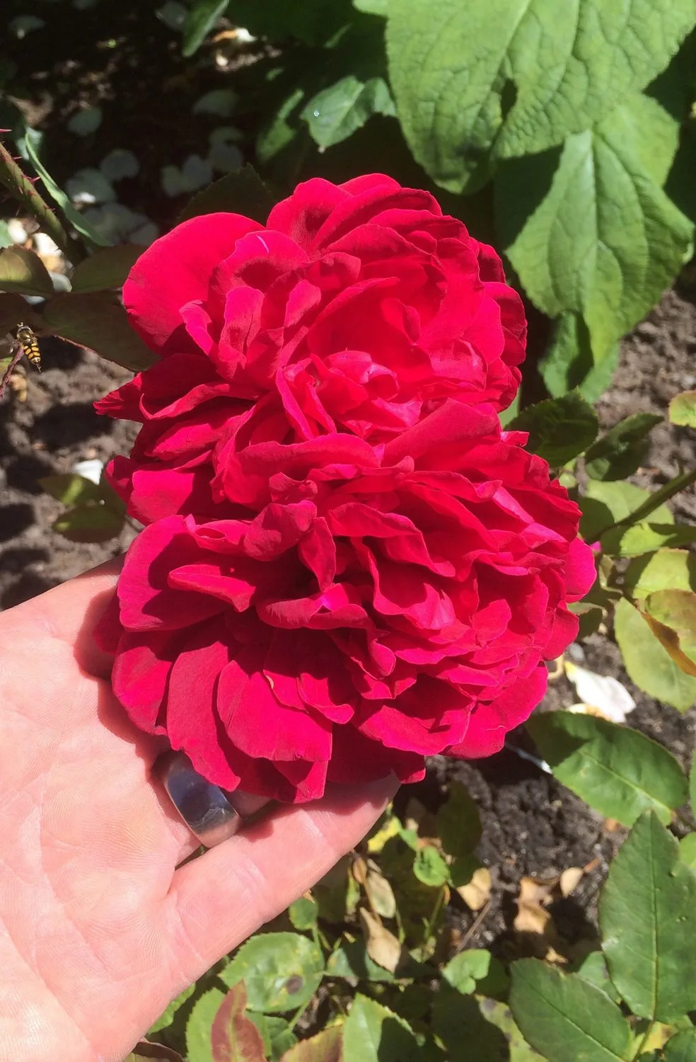 Rosa 'L.D. Braithwaite'