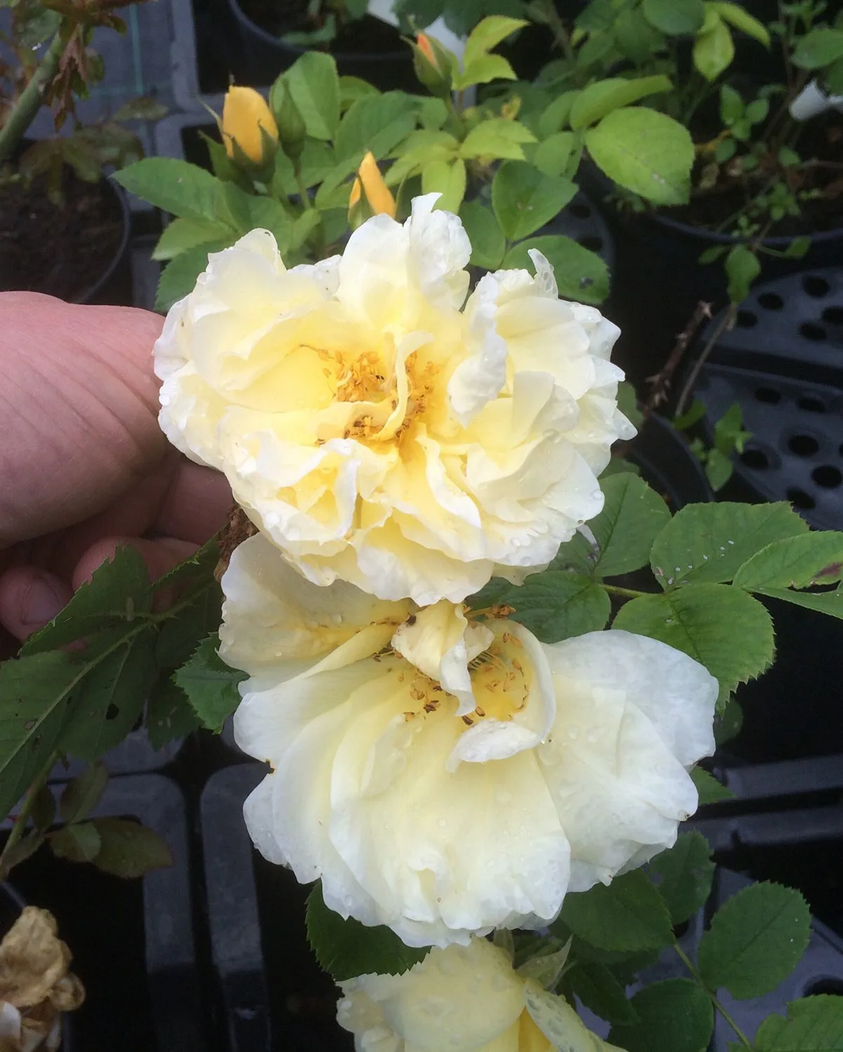 Rosa 'Gelbe Dagmar Hastrup' - Image 2