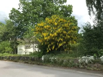 Laburnum alpinum