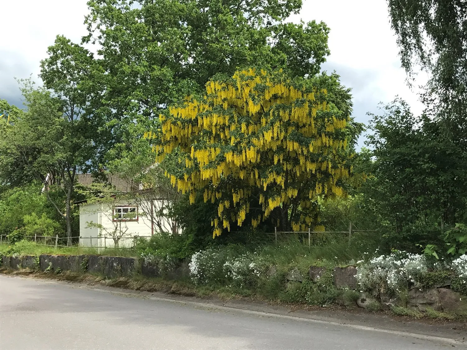 Laburnum alpinum