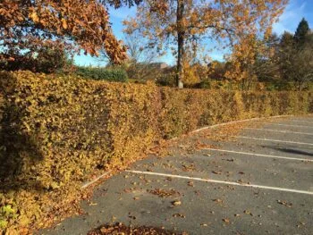 Carpinus betulus fk Stenshuvud E