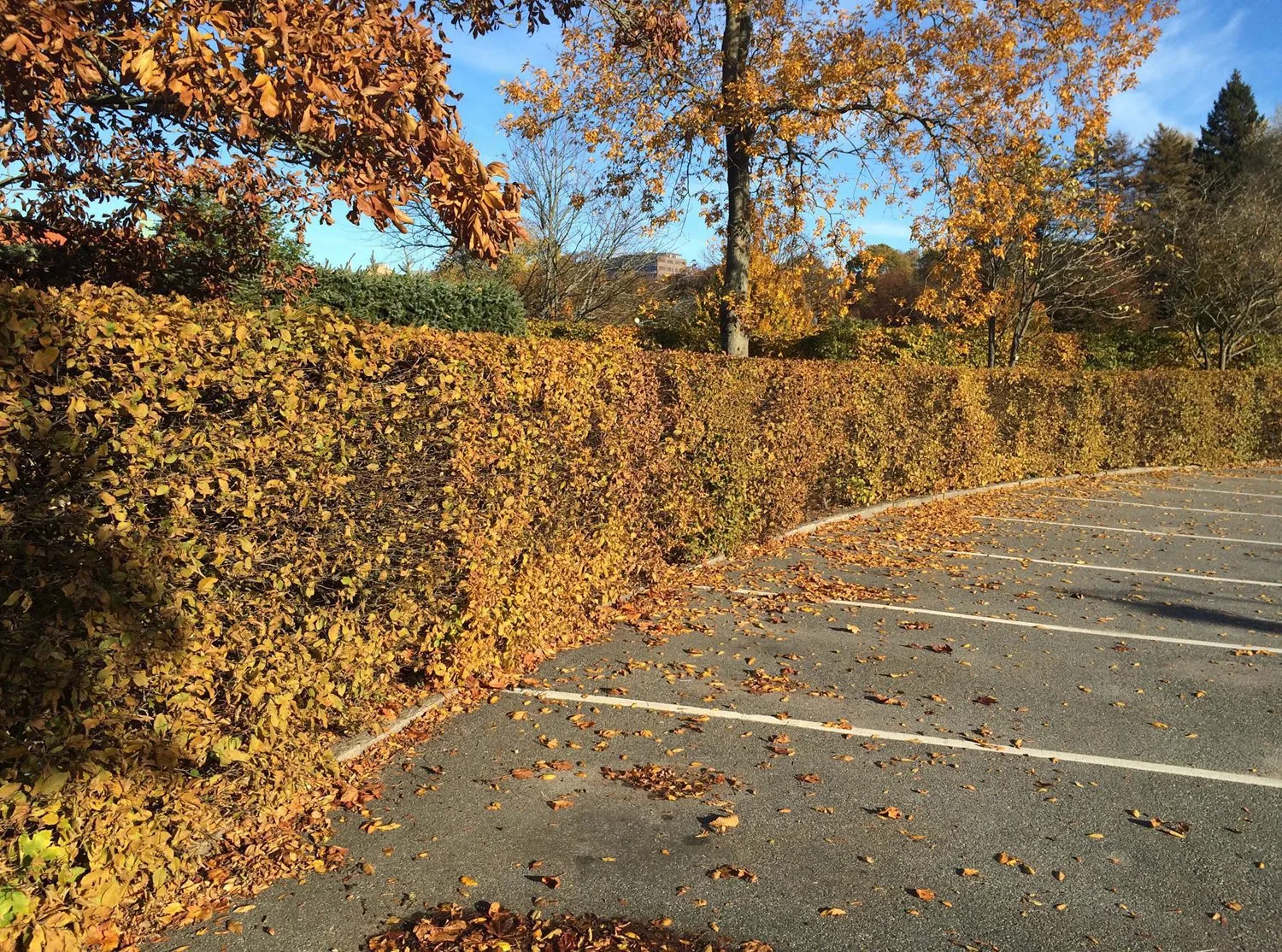 Carpinus betulus fk Stenshuvud E
