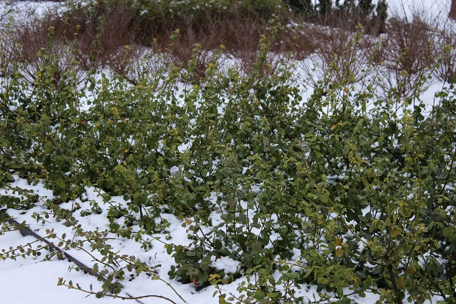 Euonymus fortunei 'Vegetus' - Image 4
