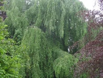 Fagus sylvatica 'Pendula'