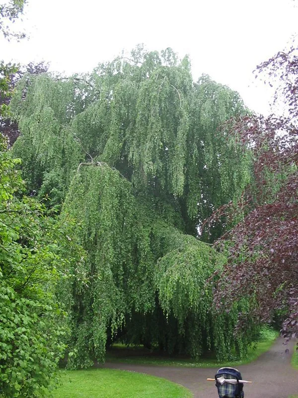 Fagus sylvatica 'Pendula'