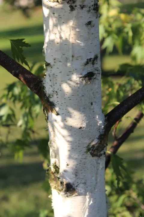 Betula pendula 'Dalecarlica' E - Image 5