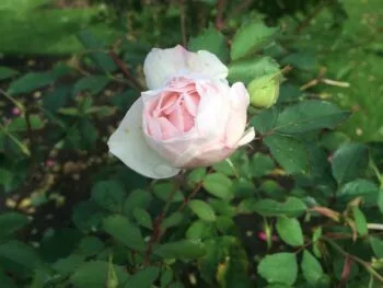 Rosa 'Morden Blush'