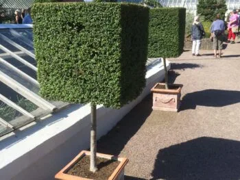 Buxus sempervirens