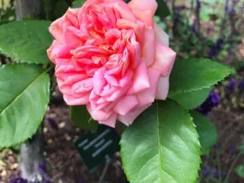 Rosa 'Alchymist'