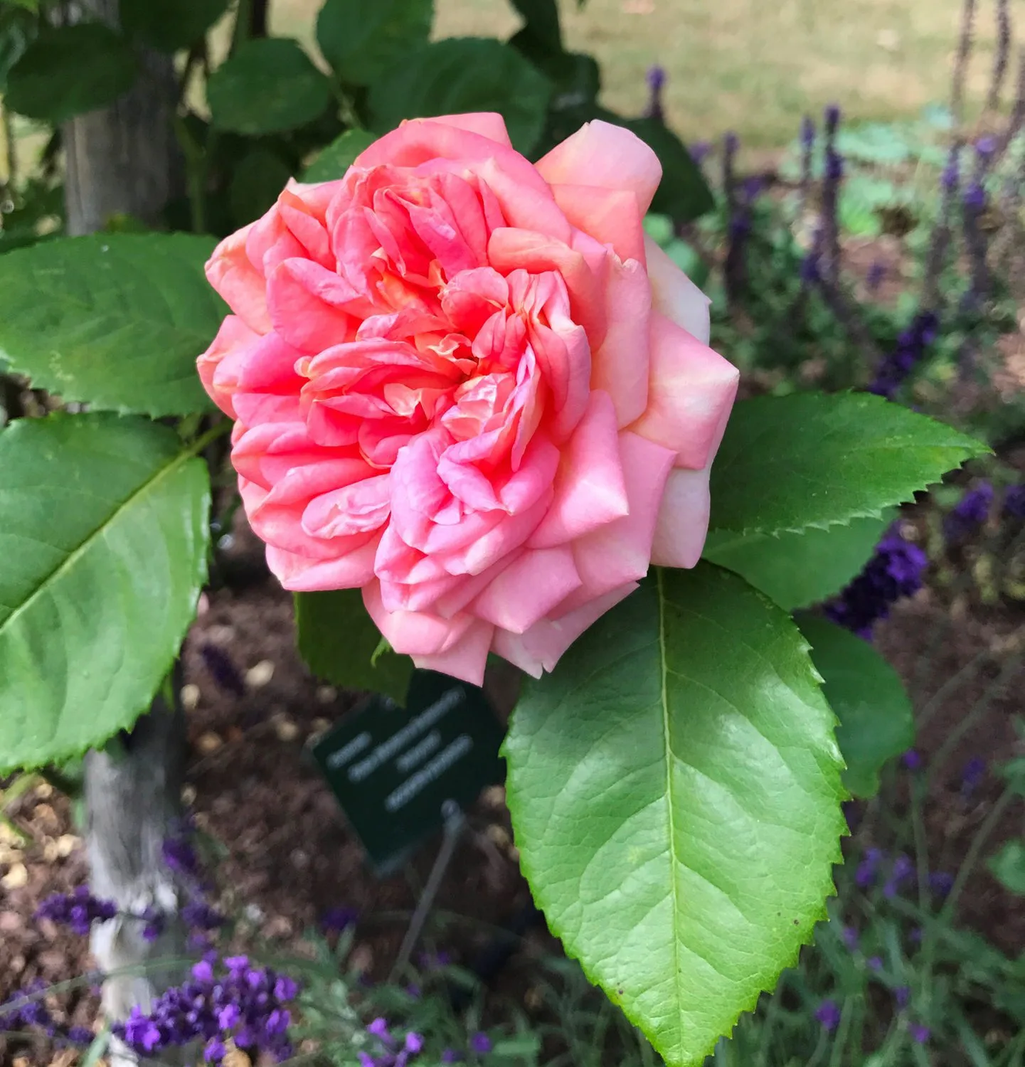 Rosa 'Alchymist'