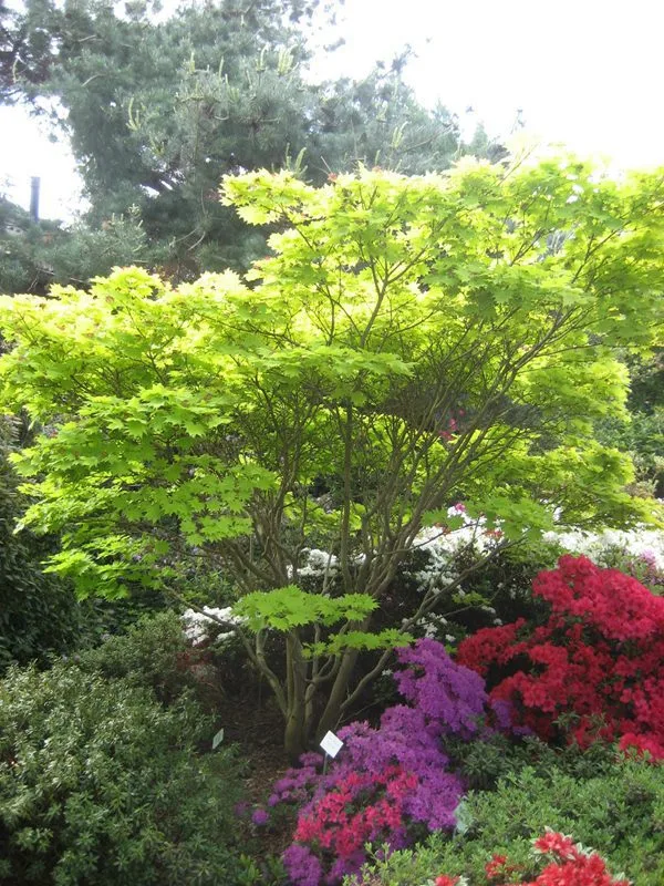 Acer shirasawanum 'Aureum'