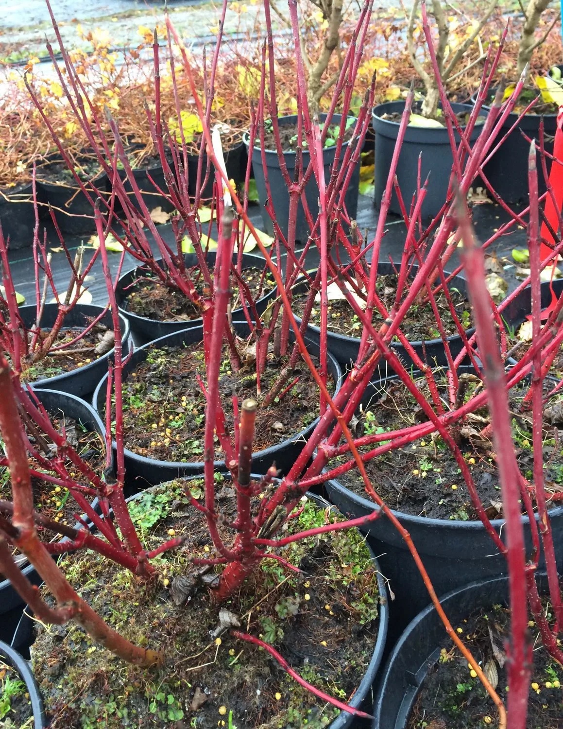 Cornus sericea 'Farba' E