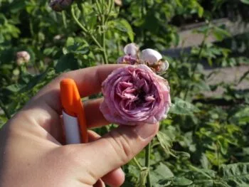 Rosa 'Louise Odier'