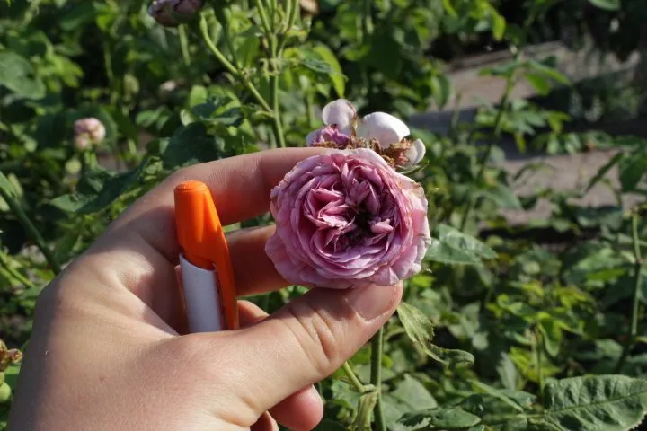 Rosa 'Louise Odier'