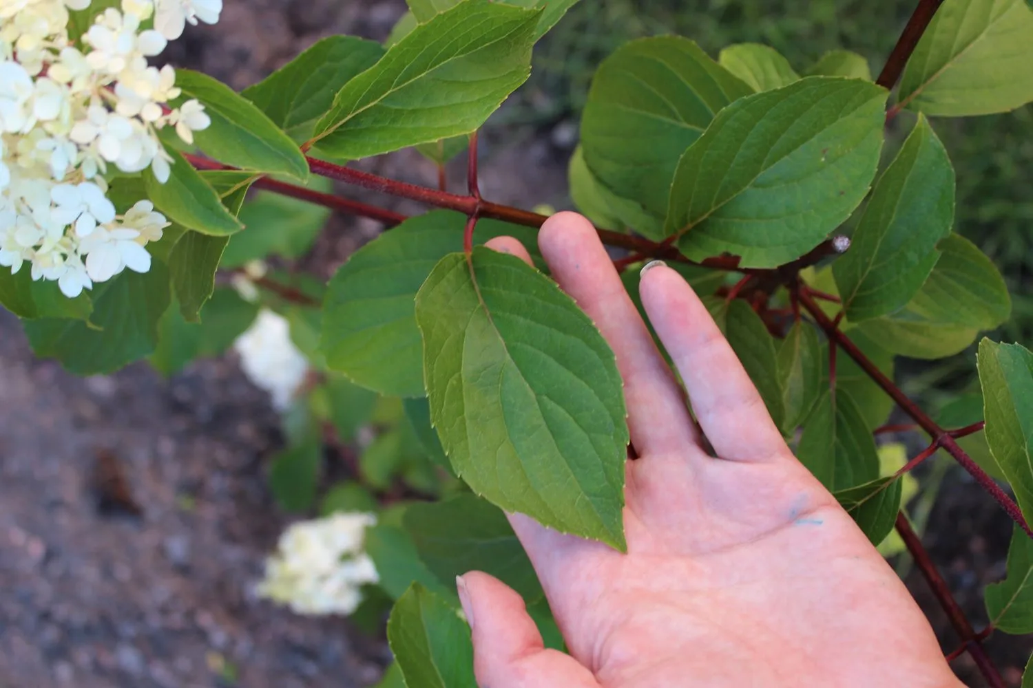 Hydrangea paniculata 'Grandiflora' - Image 2
