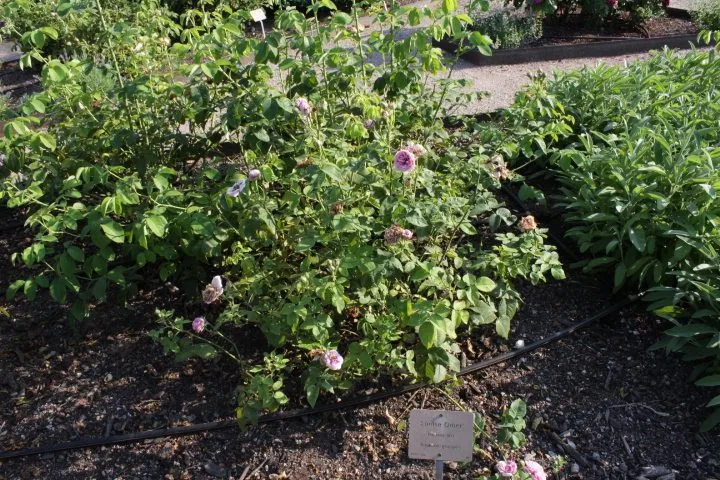 Rosa 'Louise Odier' - Image 2