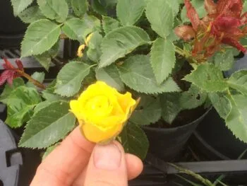 Rosa 'Goldmarie '82'