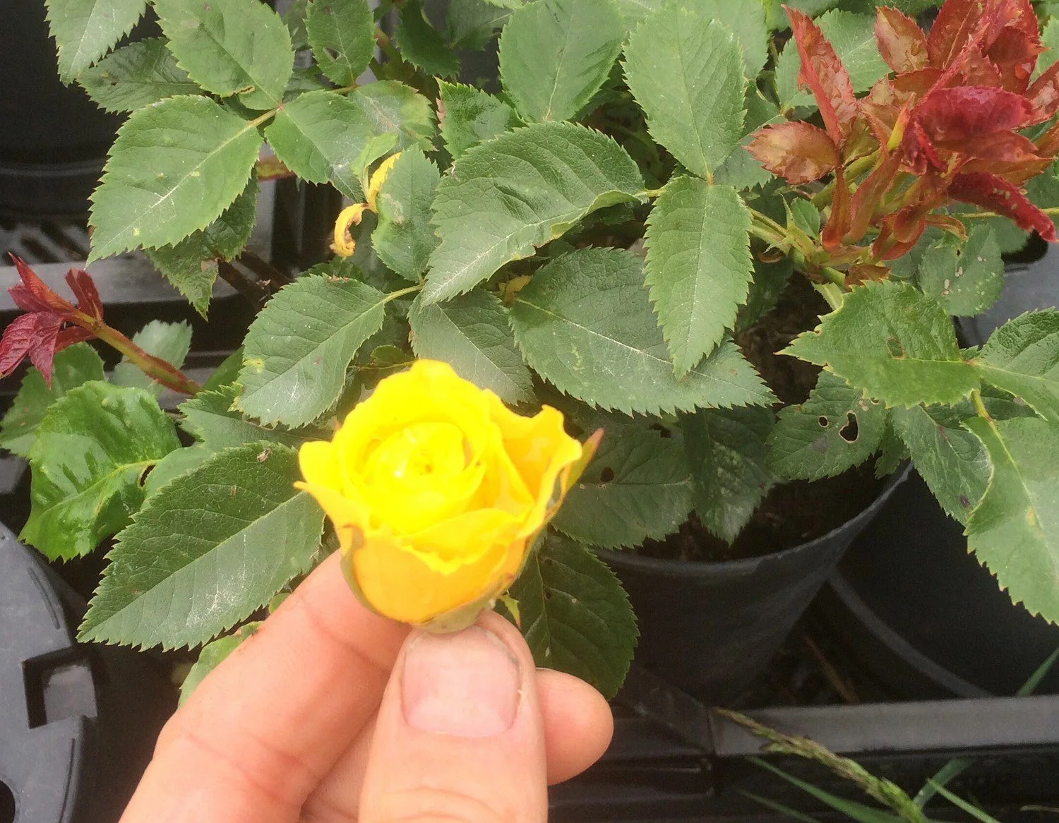 Rosa 'Goldmarie '82'