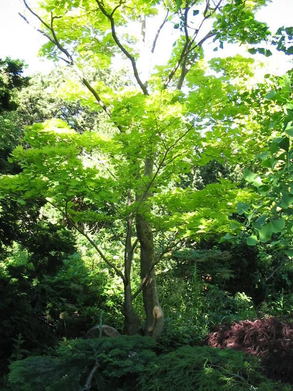 Acer shirasawanum 'Aureum' - Image 4