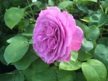 Rosa 'Leonardo da Vinci'