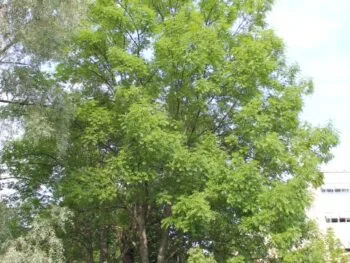 Fraxinus excelsior