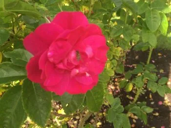 Rosa 'Henry Kelsey'
