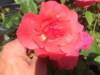 Rosa 'Pernille Poulsen'