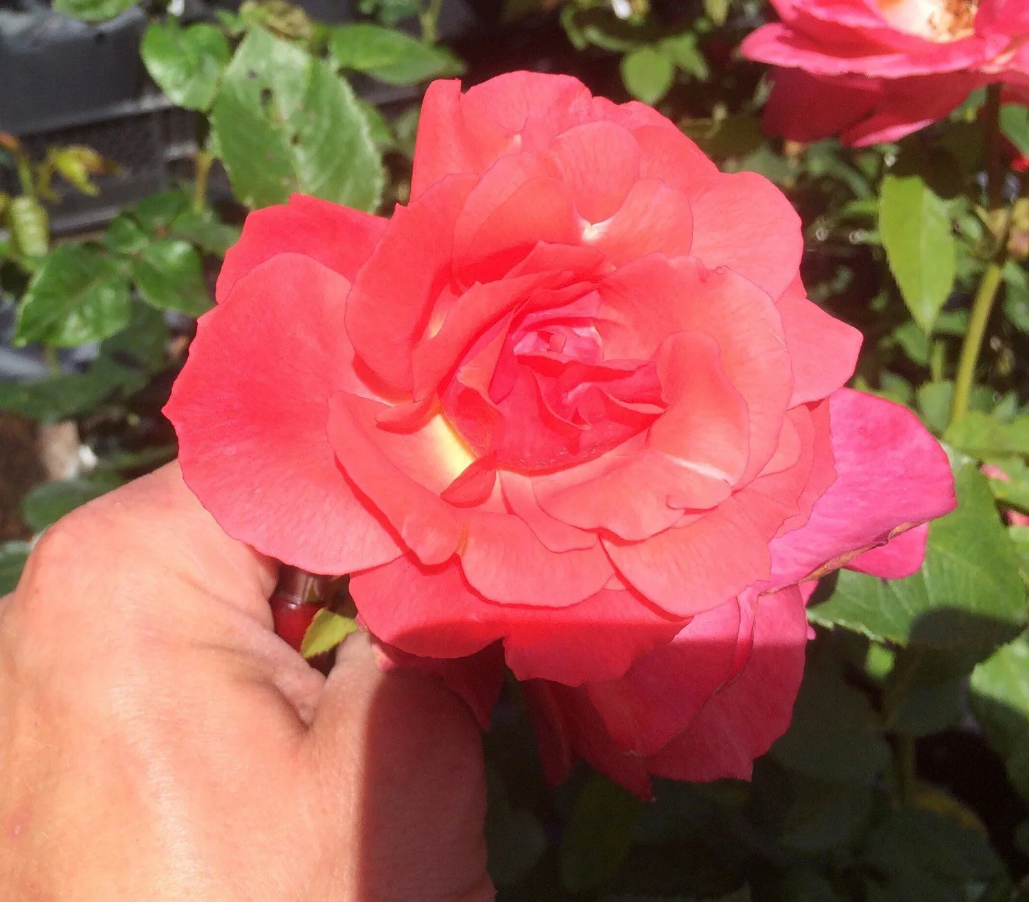 Rosa 'Pernille Poulsen'