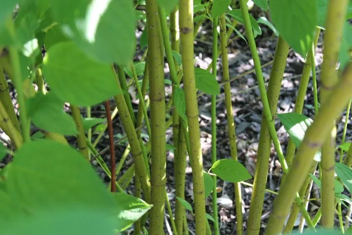 Cornus sericea 'Flaviramea' - Image 4
