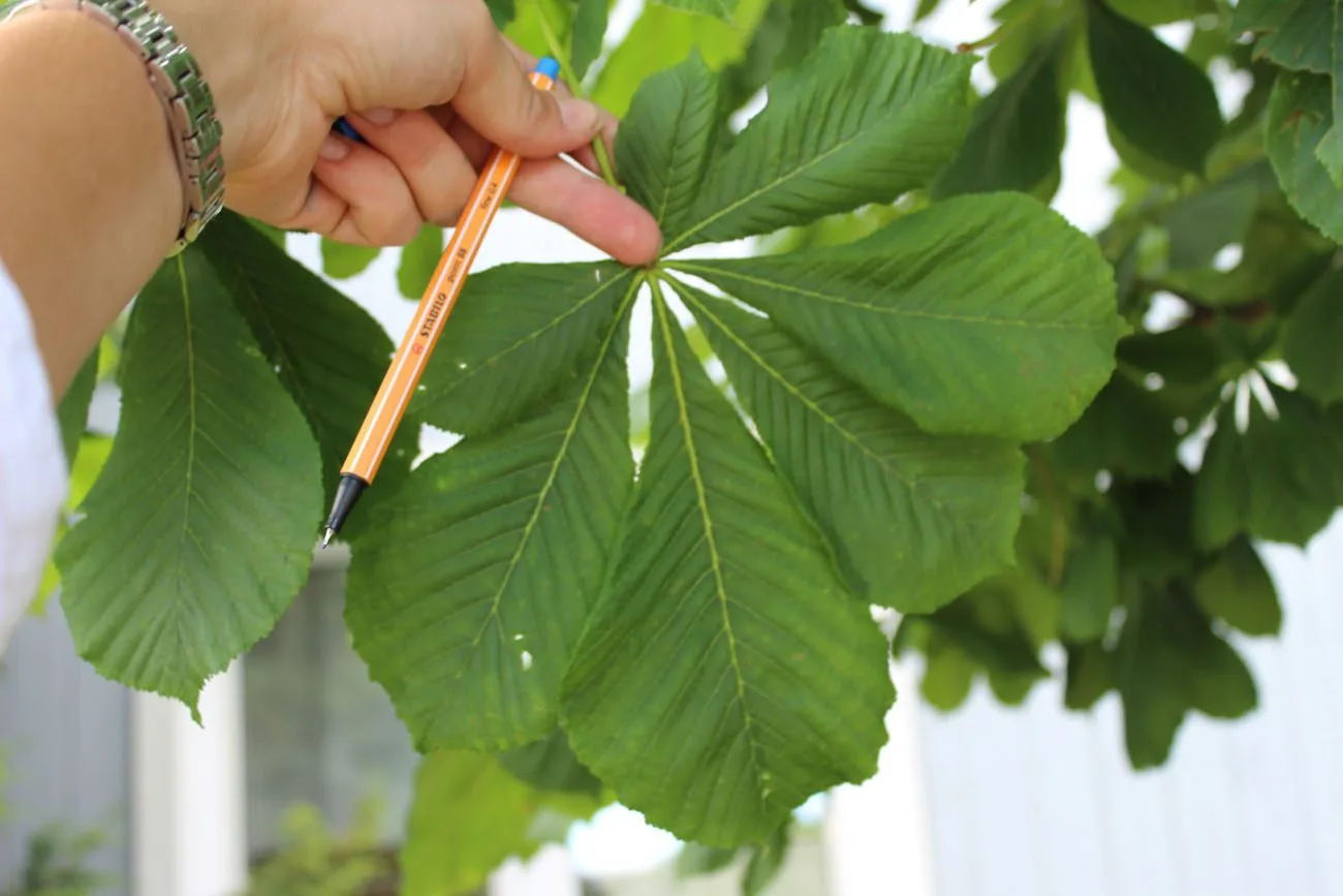 Aesculus hippocastanum - Image 3