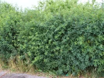 Caragana arborescens