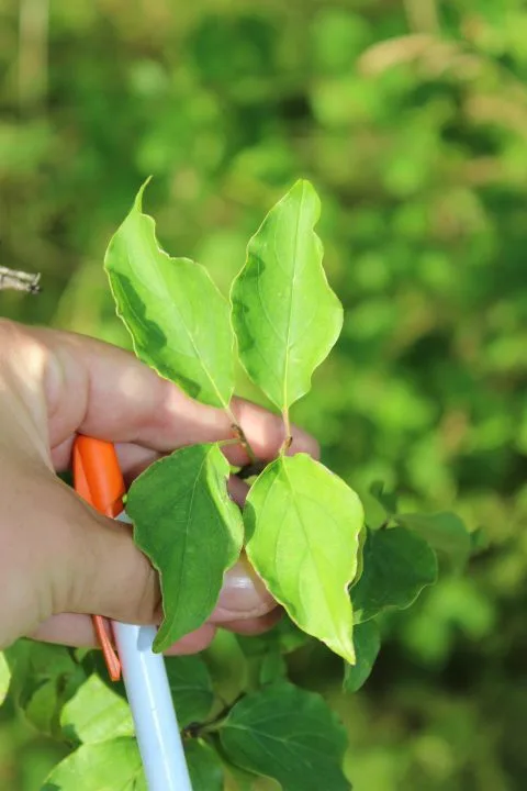 Cornus sanguinea - Image 2