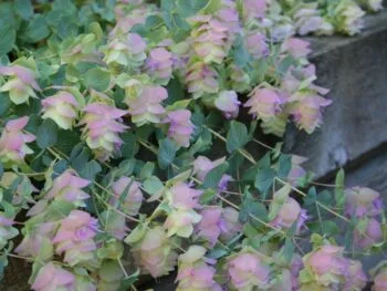 Origanum rotundifolium 'Kent Beauty'