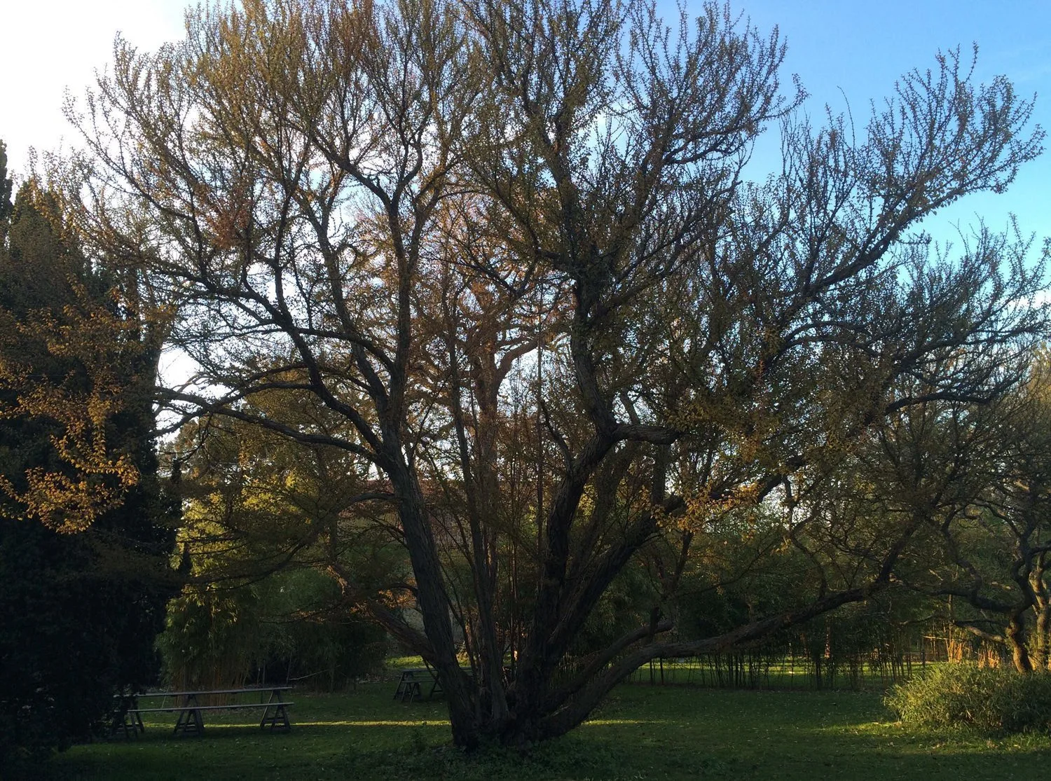 Cercidiphyllum japonicum - Image 4
