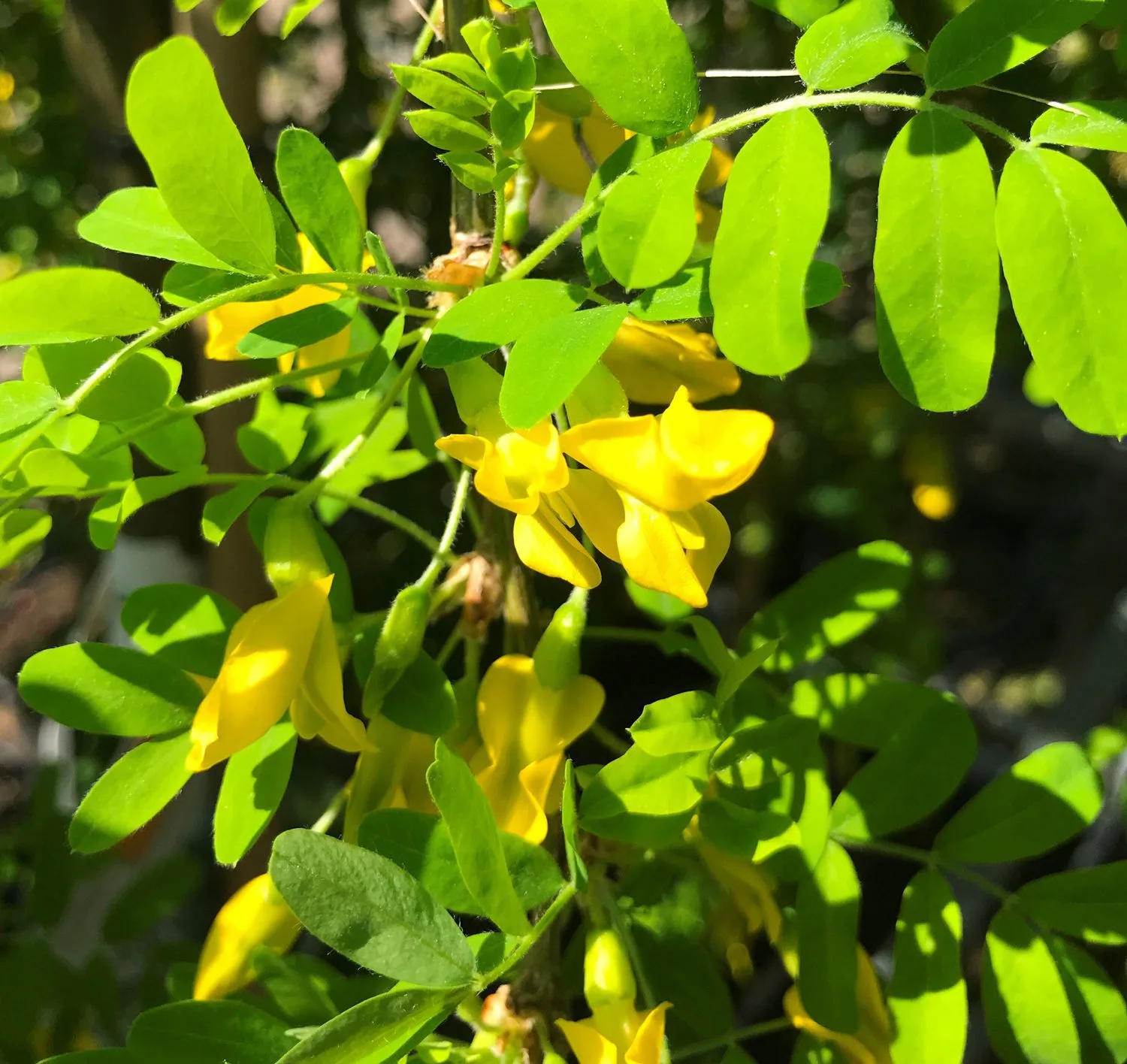 Caragana arborescens 'Pendula' - Image 2