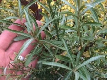 Hippophae rhamnoides 'Pollmix'