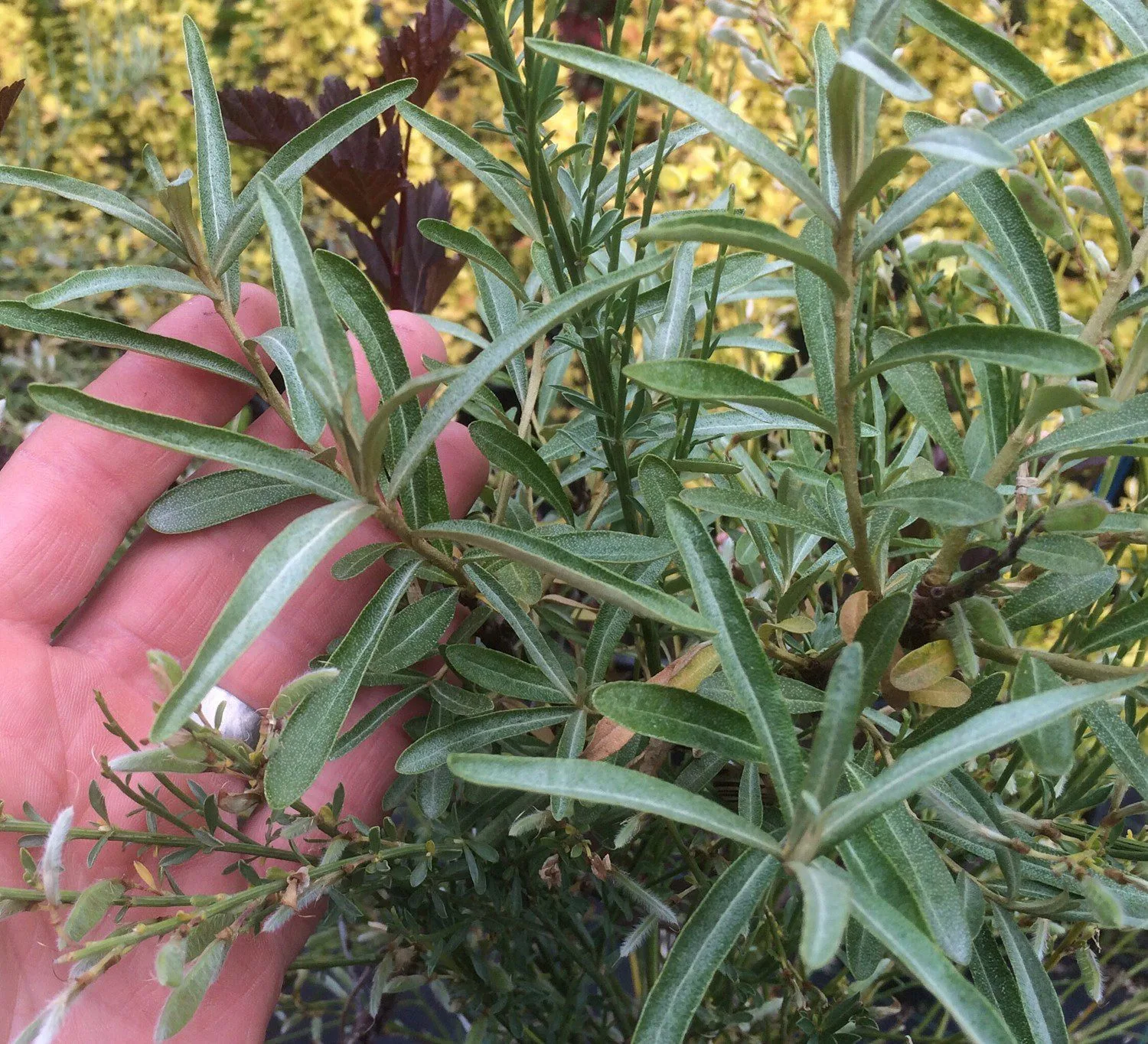 Hippophae rhamnoides 'Pollmix'