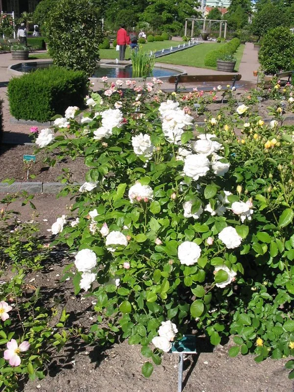 Rosa 'Winchester Cathedral' - Image 2