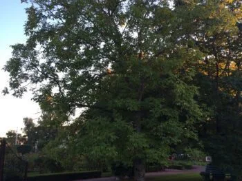 Juglans regia