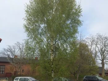Betula pendula 'Dalecarlica' E