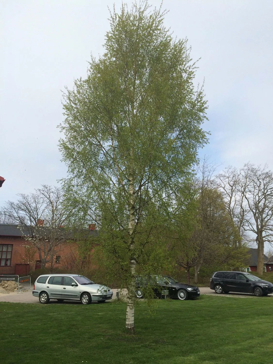 Betula pendula 'Dalecarlica' E