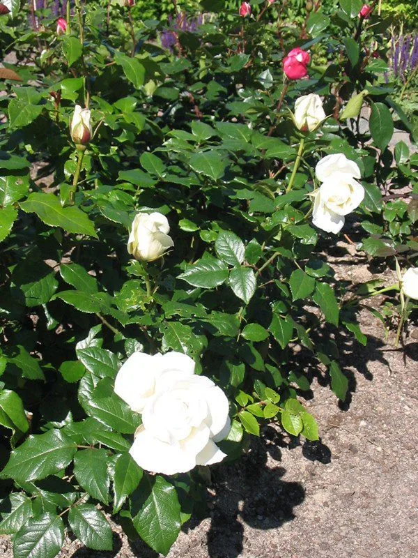 Rosa 'Karen Blixen' - Image 2