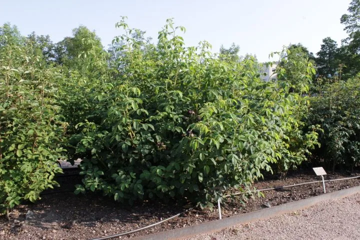 Rosa 'Henri Martin' - Image 2