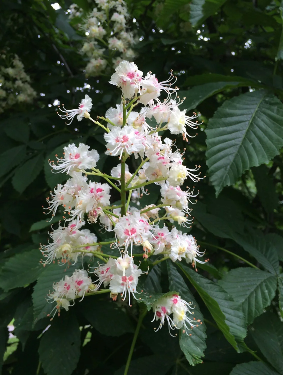 Aesculus hippocastanum - Image 5