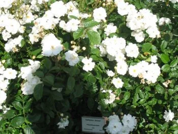 Rosa 'Katharina Zeimet'